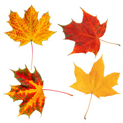 Canvas Print - Vibrant Autumn Maple Leaves Isolated on a Transparent Background