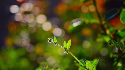 Wall Mural - branch of weeds with clinging hooks on leaves and stems sways in wind, translucent in the sun. backg