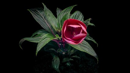 Wall Mural - Impatiens balsamina commonly known as balsam, garden balsam, rose balsam, touch-me-not, or spotted snapweed in nature.
