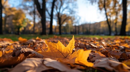 Poster - Close up of vibrant autumn leaves on a grassy field with blurred trees in the background, showcasing the beauty of fall foliage under natural light during daytime