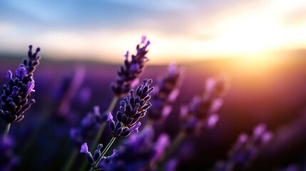 Leinwandbilder - Close-up view of a lavender field at sunset, bathed in warm light with a soft focus background. The purple blooms are crisp in the foreground, contrasting with the golden sunlight creating a serene