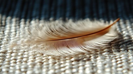Leinwandbilder - Close up capture of a feather in a warm and soft light, laying on a bright white and gray textured surface, creating shadows, showcasing the delicate texture and patterns of the feather