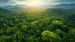 © Aku - Aerial View of Lush Rainforest Canopy at Sunset