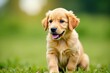 © Manae - Golden retriever puppy, ears up, playful pose , retriever, canine