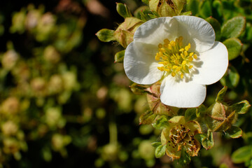 white cinquefoil - flower close-up garden plant