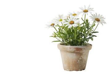 delicate white daisies bloom in a rustic terracotta pot on a bright sunny day in a cozy garden isola