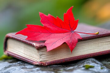 Wall Mural - A vibrant red maple leaf pressed between the pages of an old book, symbolizing nostalgia and time