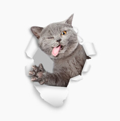 Fototapete - Winking crazy cat looks through the hole in white paper