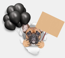 Leinwandbilder - Cute French bulldog puppy holding black balloons looking through the hole in white paper and shows empty placard