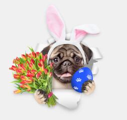 Leinwandbilder - Happy pug puppy wearing easter rabbits ears holds painted easter egg with bouquet of tulips and looks through the hole in white paper