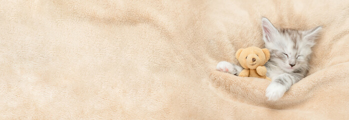 Aufkleber - Cozy Maine coon kitten sleeps with favorite toy bear under warm blanket on a bed at home. Top down view. Empty space for text