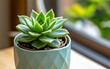 © Daniele - Enthralling Succulent in a Mint Green Pot