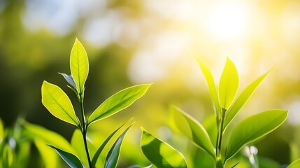 Aufkleber - Fresh Green Leaves Glowing in Natural Light Under Bright Sunlight in Nature : Generative AI