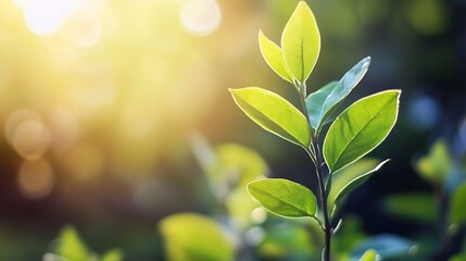 Leinwandbilder - Fresh green leaves illuminated by golden sunlight creating a serene atmosphere of nature and growth : Generative AI