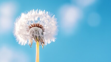 Fototapete - Delicate Dandelion Blossom Against Soft Sky Background with Fluffy Seeds : Generative AI