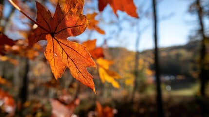 Poster - A close-up shot capturing an orange maple leaf with intricate veins against an out-of-focus background of trees and sky, showcasing the warm hues of autumn foliage and creating a seasonal scenic