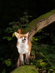 Wall Mural - Red fox with open mouth standing on a mossy tree in a forest at night