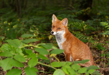 Wall Mural - Portrait of a cute red fox in a forest at night