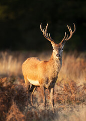 Wall Mural - Young red deer stag standing in a meadow in autumn