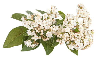Wall Mural - Fleurs de Viburnum tinus	