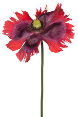 Wall Mural - poppy flower isolated