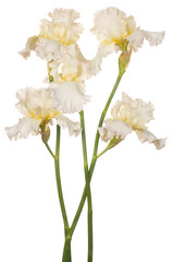 Wall Mural - iris flower isolated