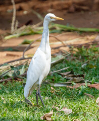 a white bird with a yellow beak stands in a grassy field
