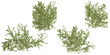© Saifstock - 3D illustration of a Hedera creeper plants on transparent background
