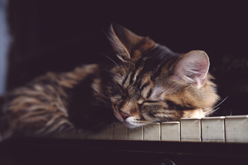 sleeping kitten on piano keys home interior. cute pets, kurilian bobtail. fur kitten