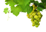 Green grape bunch, close up. Growing grapes. Concept of viticulture and winemaking. on transparent, png, Ripe light grapes