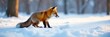 © Kachaphot - Fox's delicate paw print on the pristine snow, surrounded by bare winter trees, wild animal track, woodland scenery