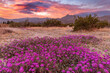 © Danita Delimont - Sand verbena wildflowers with San Jacinto Mountains at sunrise in Palm Springs, California, USA