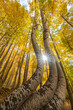 © Danita Delimont - USA, Colorado, Uncompahgre National Forest. Curved aspen trees in autumn at sunrise.