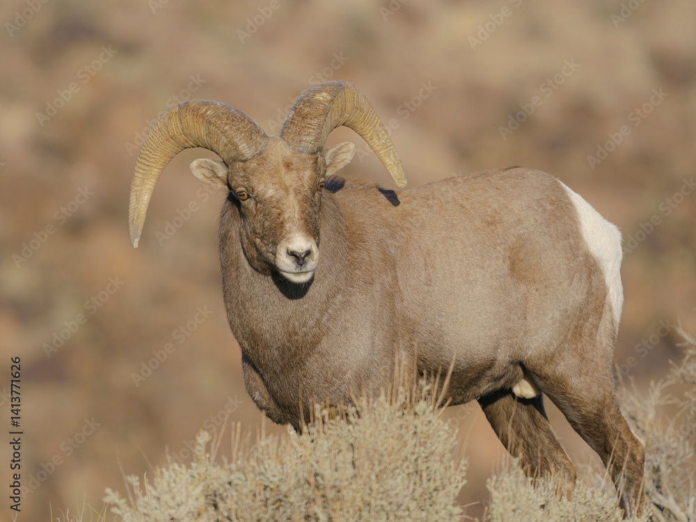 Young Rocky Mountain bighorn ram during the rut along the Rio Grande ...