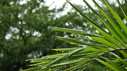 Wall Mural - water of rainning drop on leaf of palm tree, natural slow motion scene