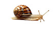 © Illustra - Realistic snail with detailed shell and extended eye stalks, isolated