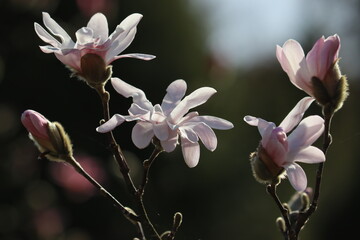 Wall Mural - Branches of Magnolia stellata or Star magnolia (cultivar Rosea) with pink flowers in early spring
