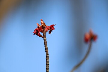 Wall Mural - Branch of red maple (Acer rubrum) with flowers