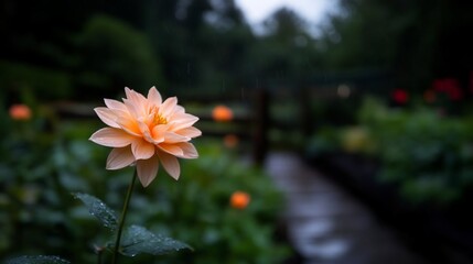 Leinwandbilder - An orange flower blooms in a garden setting with a blurred background including wooden fence and trees under soft lighting. Raindrops visible