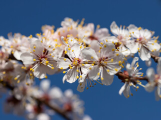 Wall Mural - a branch with a bunch of white flowers