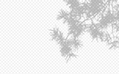 Wall Mural - shadow overlay from a pine tree branch isolated on a transparent background.