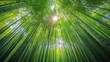 © Dass - Lush bamboo forest, sunlight filtering through