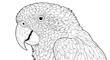 © Shahid - Detailed Parrot Face Coloring Sheet Showing Feather Detail Close Up Bird Head Printable Line Drawing