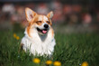 © anya_titanya - Happy smiling red and white welsh corgi pembroke sitting on a grass, closed eyes