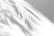 © Cool-Hunter - shadow overlay effects,realistic palm leaf shadow on transparent background,Natural shadow of tropical palm branch,mockup of shadow for product presentation, backdrop,Summer sunlight and shadow overla