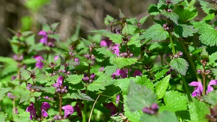 Wall Mural - video of nettle flowers in spring