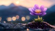 © Argan - Purple flower in mountain sunset