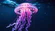 © LoFi J. - jellyfish in the water with a purple glow on its face