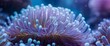 © LoFi J. - purple anemone with white stamens in a blue sea