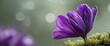 © LoFi J. - close up of a purple flower with a green background.